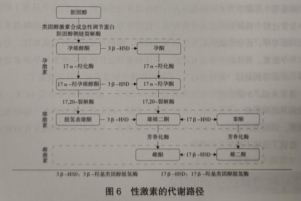 性激素的生产过程：性激素的合成与相互转化